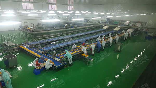 黃桃罐頭生產(chǎn)線